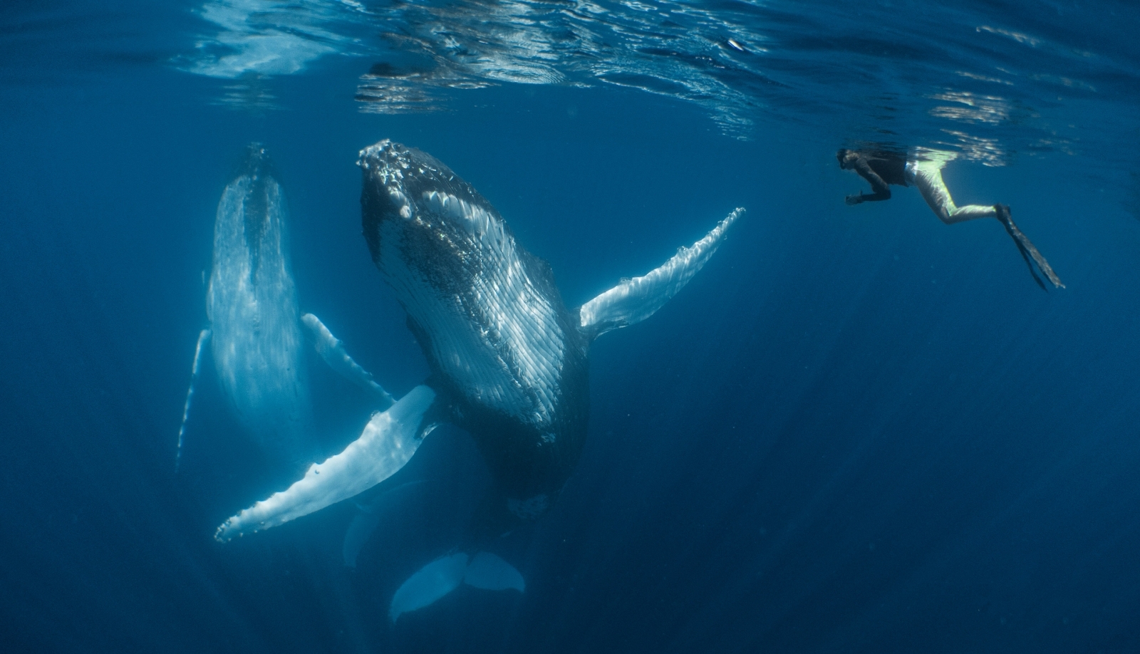 Underwater Photographer of the Year 2018