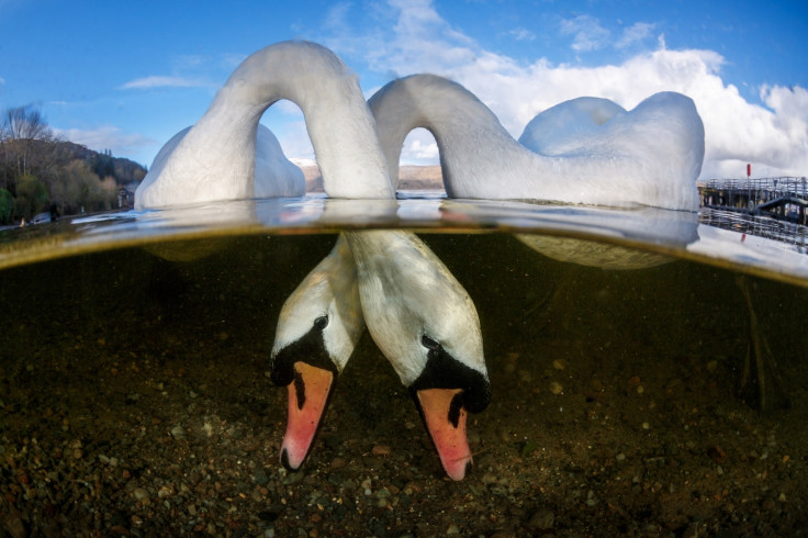 Underwater Photographer of the Year 2018