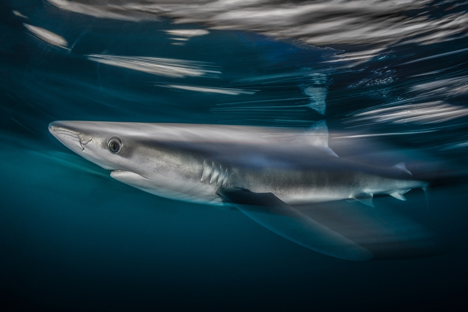 Underwater Photographer of the Year 2018