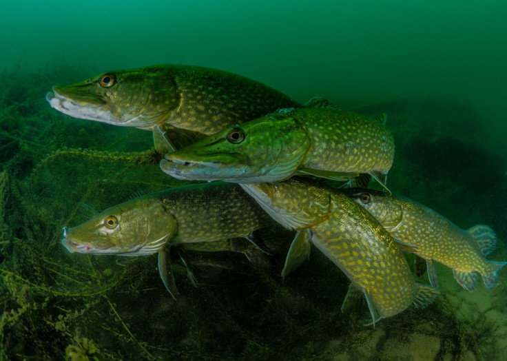 Underwater Photographer of the Year 2018