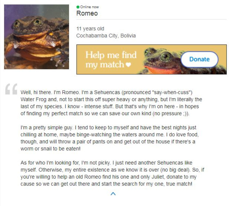 Romeo frog dating profile 