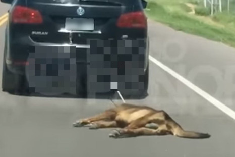 Dog dragged by car