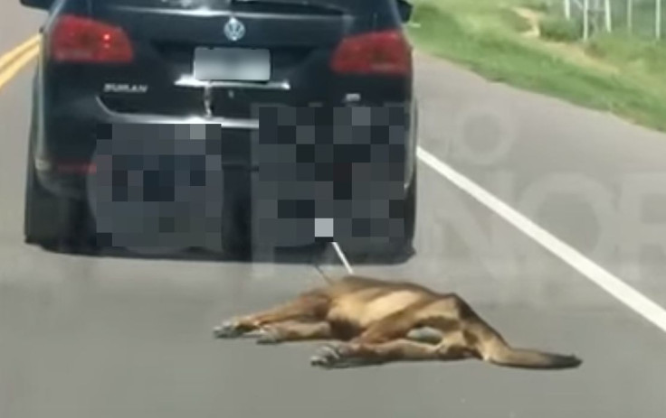 Dog dragged by car