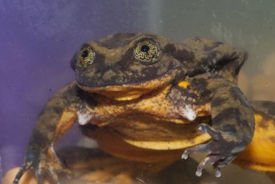 Romeo single frog