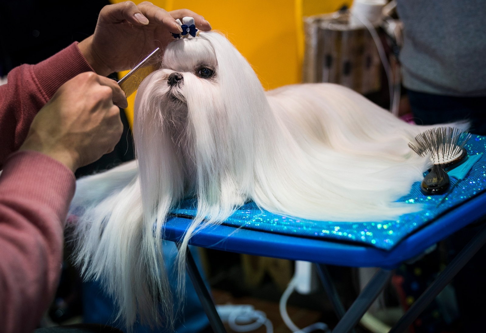 Best in Show? Cute backstage photos at America's biggest