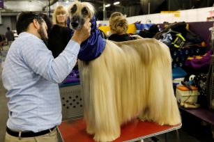 Westminster Kennel Club dog show 2018