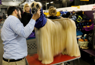 Westminster Kennel Club dog show 2018
