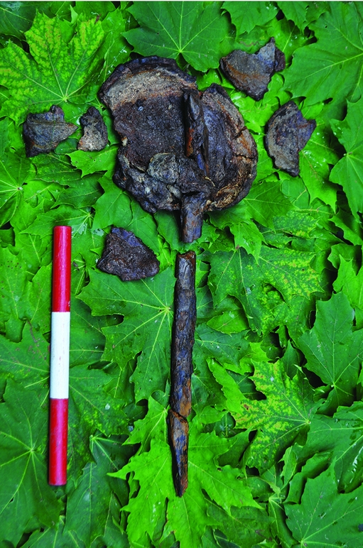 Cranium with wooden stake Cranium with wooden stake