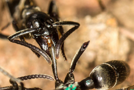 A Matabele ant treats the wounds of a mate whose limbs were bitten off during a fight with termite soldiers.