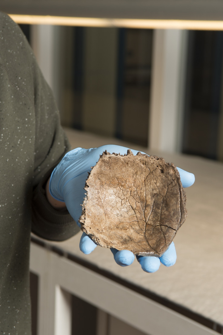 13,000-year-old human skull fragment found North Sea