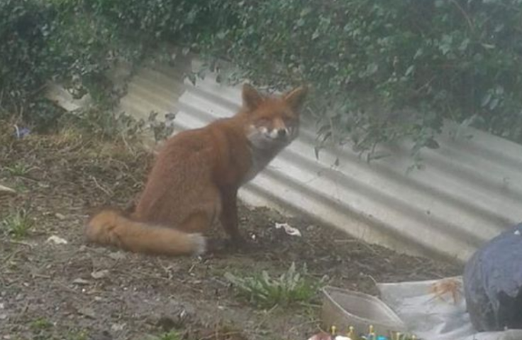 Fox attacks baby