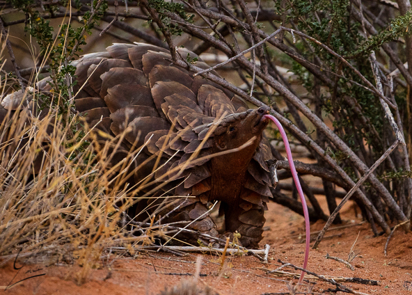 Pangolin