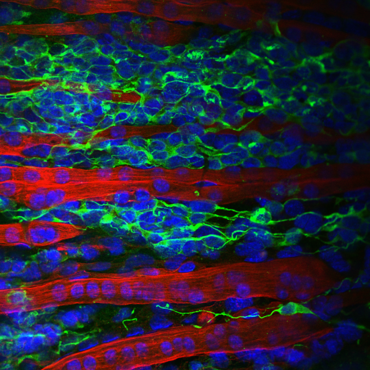 An in vitro 3D tissue engineered model of neuromuscular junction formation