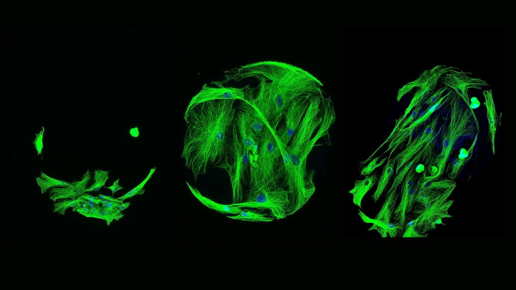 High throughput screening in search for serendipity