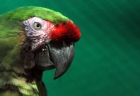 military macaw