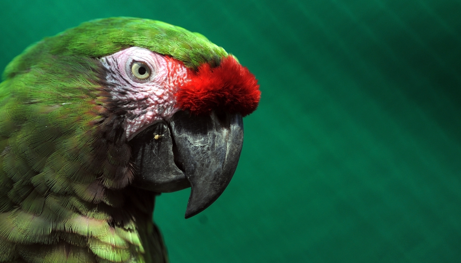 military macaw