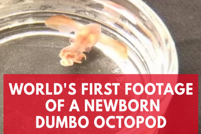 Watch World's First Footage Of A Newborn Dumbo Octopod