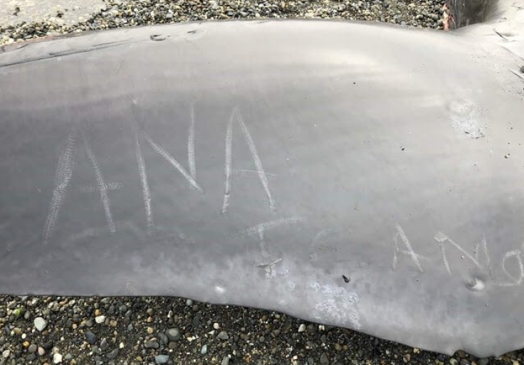 Beached blue whale selfie graffiti