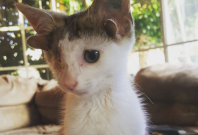 Four-eared kitten Four-eared kitten