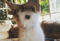 Four-eared kitten