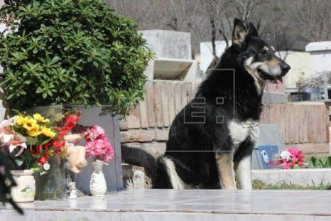 Dog at owner's grave