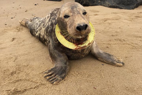 Frisbee the seal