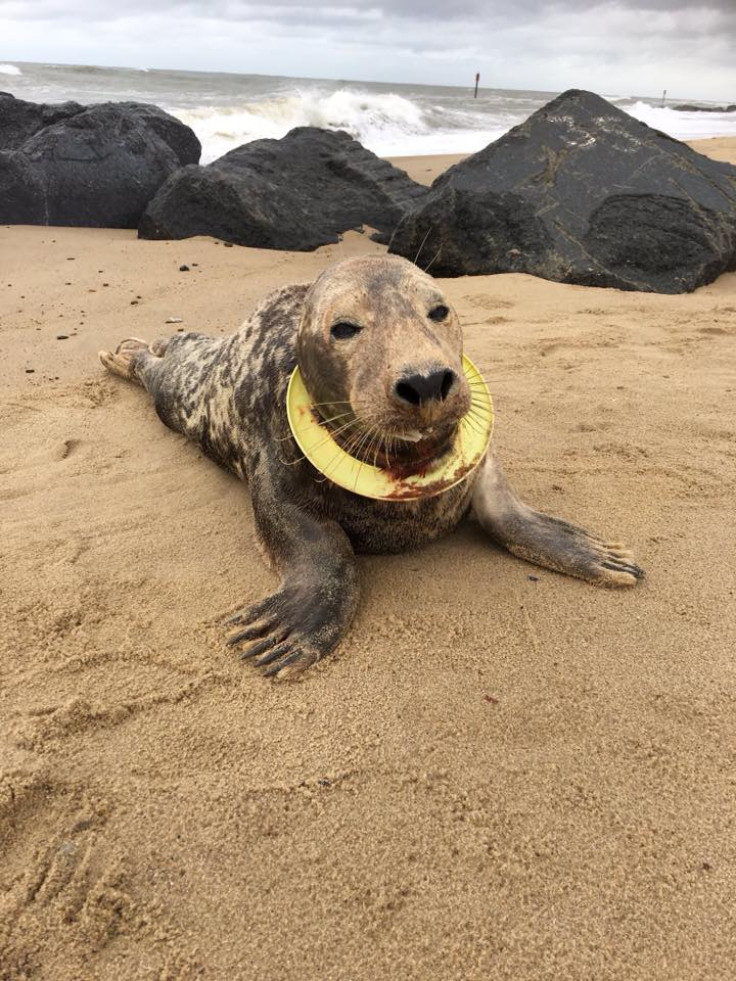 Frisbee the seal