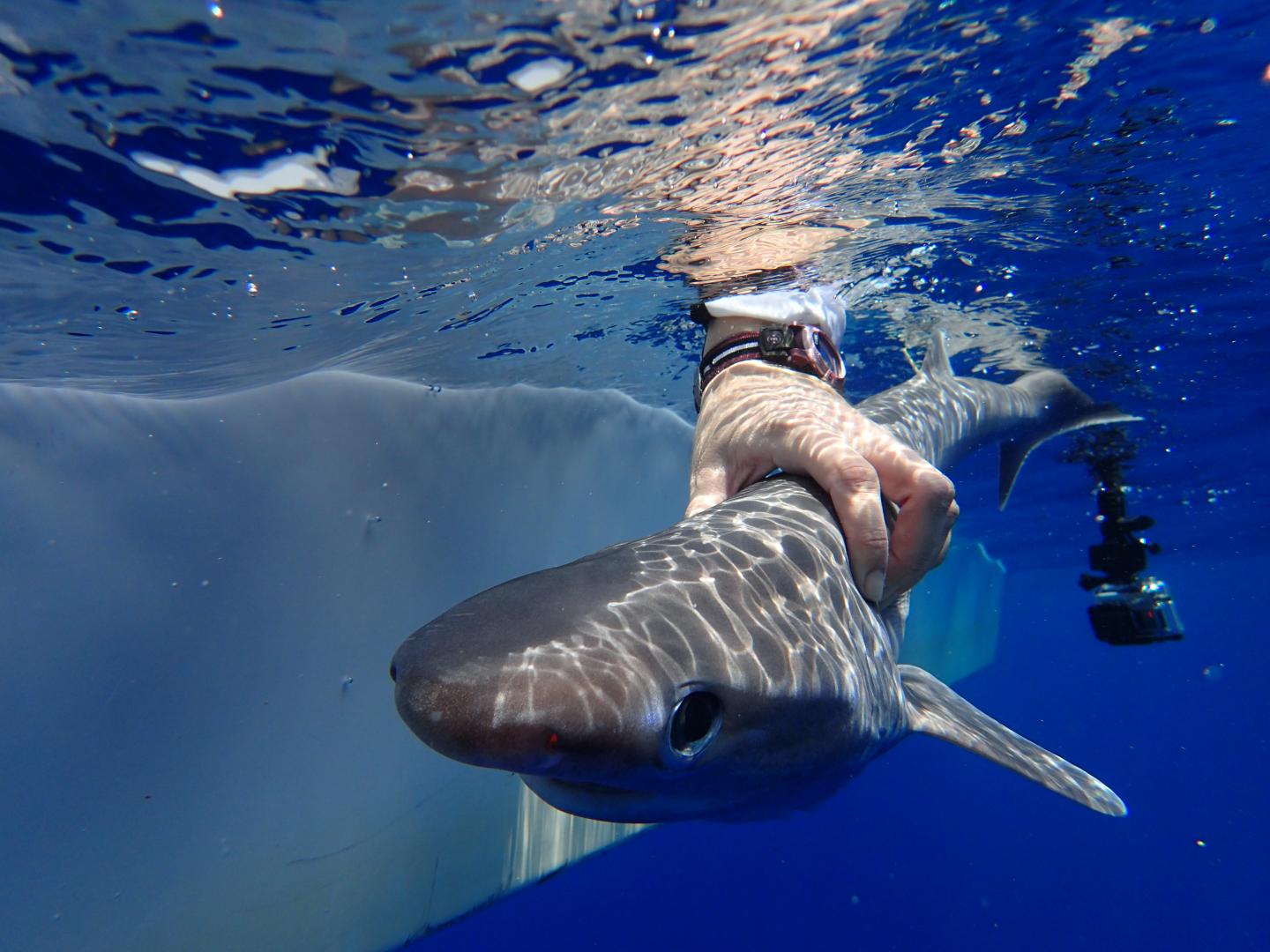 New shark species discovered in the Atlantic Ocean had ancestors older