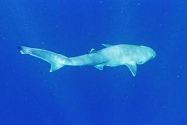 Atlantic sixgill shark