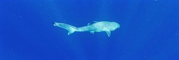 Atlantic sixgill shark