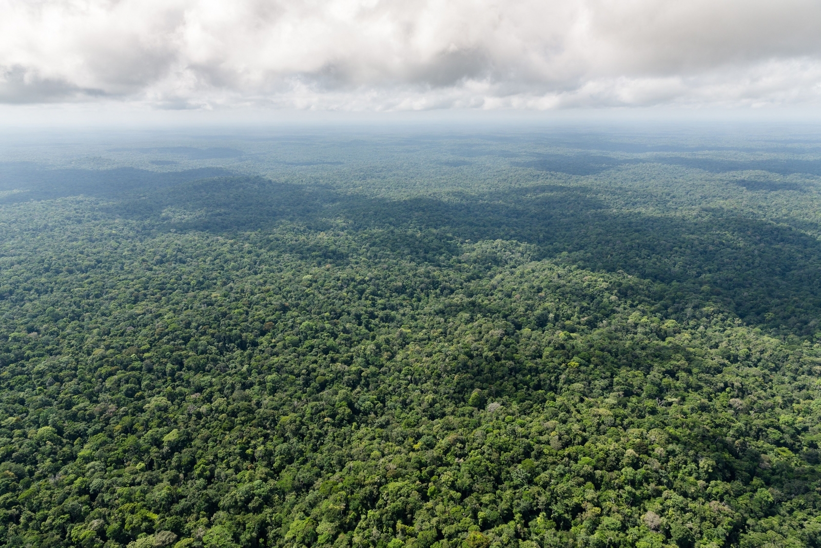 Amazon rainforest