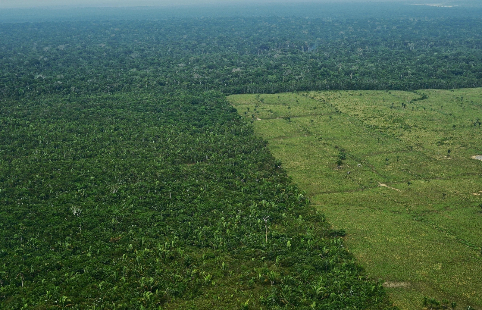 Amazon rainforest