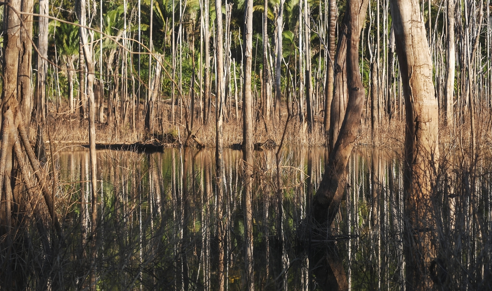 Amazon rainforest