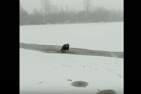 Dog walker rescues dog in lake