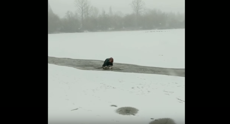 Dog walker rescues dog in lake