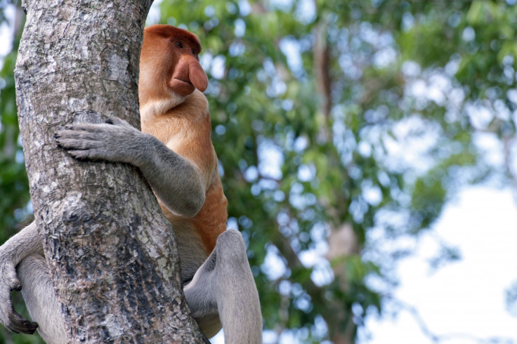 Proboscis monkey 