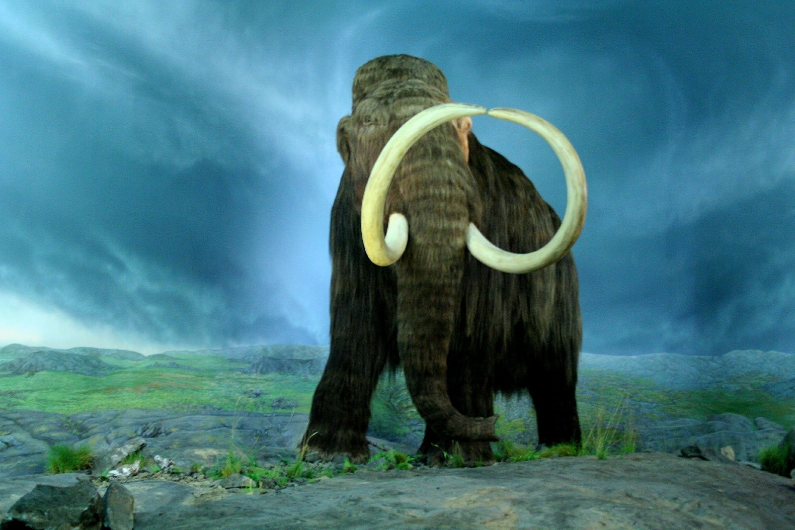 Ancient mammoths and mastodons survived the changing environment