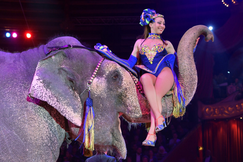  Jana Lacey-Krone performs with an elephant during Circus Krone celebrates premiere of 'In Memoriam' at Circus Krone on December 25, 2017 in Munich, Germany
