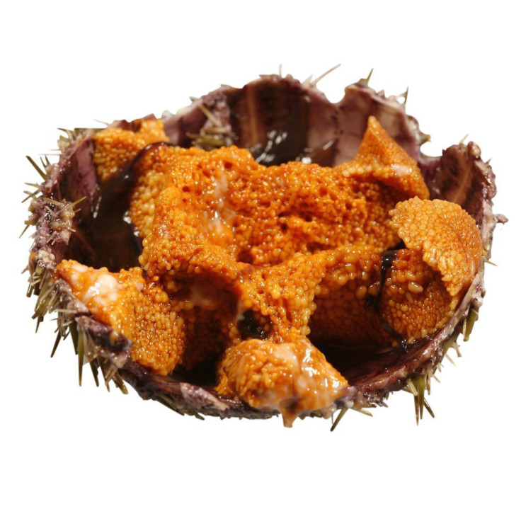 sea urchin