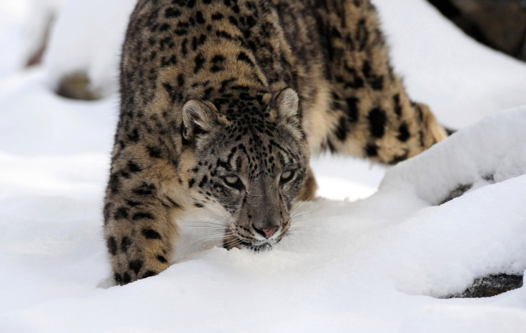 Snow Leopard 