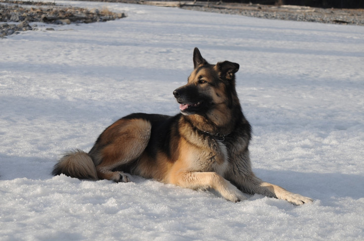 dog in the snow