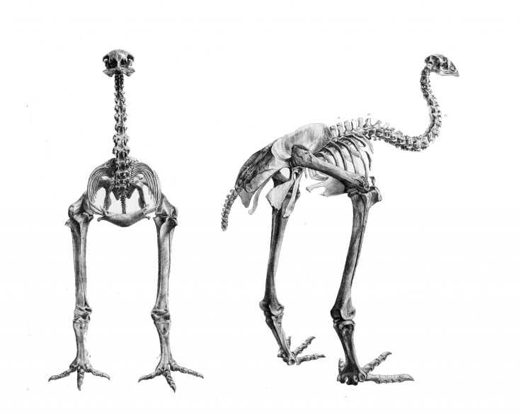 Anomalopteryx didiformus Little Bush Moa