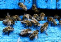 Bees Bees