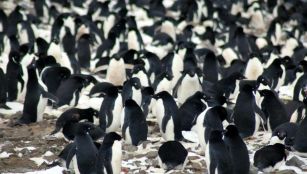 Scientists have discovered ‘mega-colonies’ of penguins among the remote islands of Antarctica