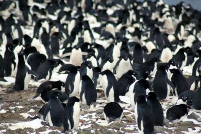 Scientists have discovered ‘mega-colonies’ of penguins among the remote islands of Antarctica
