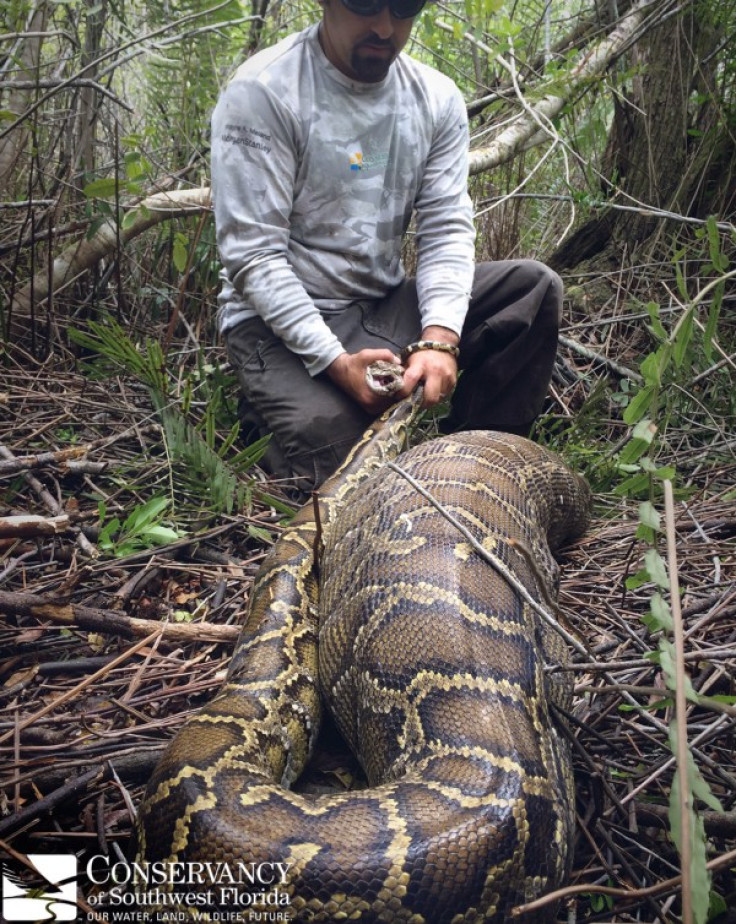 Burmese python