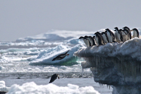 Penguin supercolony Antarctica