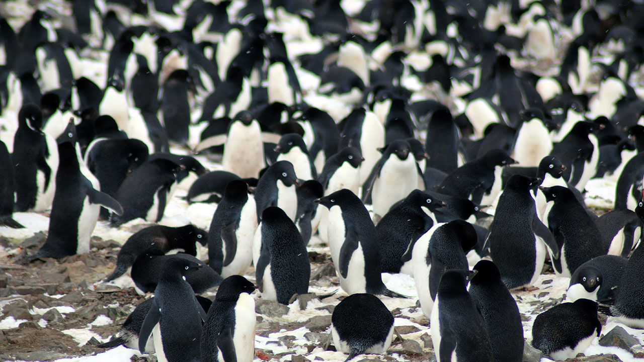 Penguin supercolony Antarctica