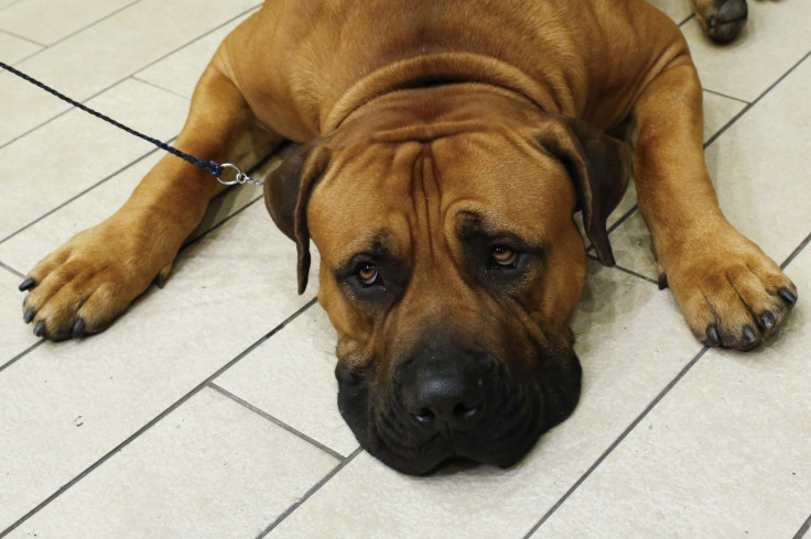 South African Boerboel