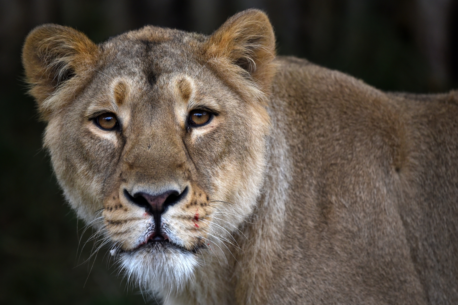 Woman mauled to death by lion at private game lodge in South Africa ...